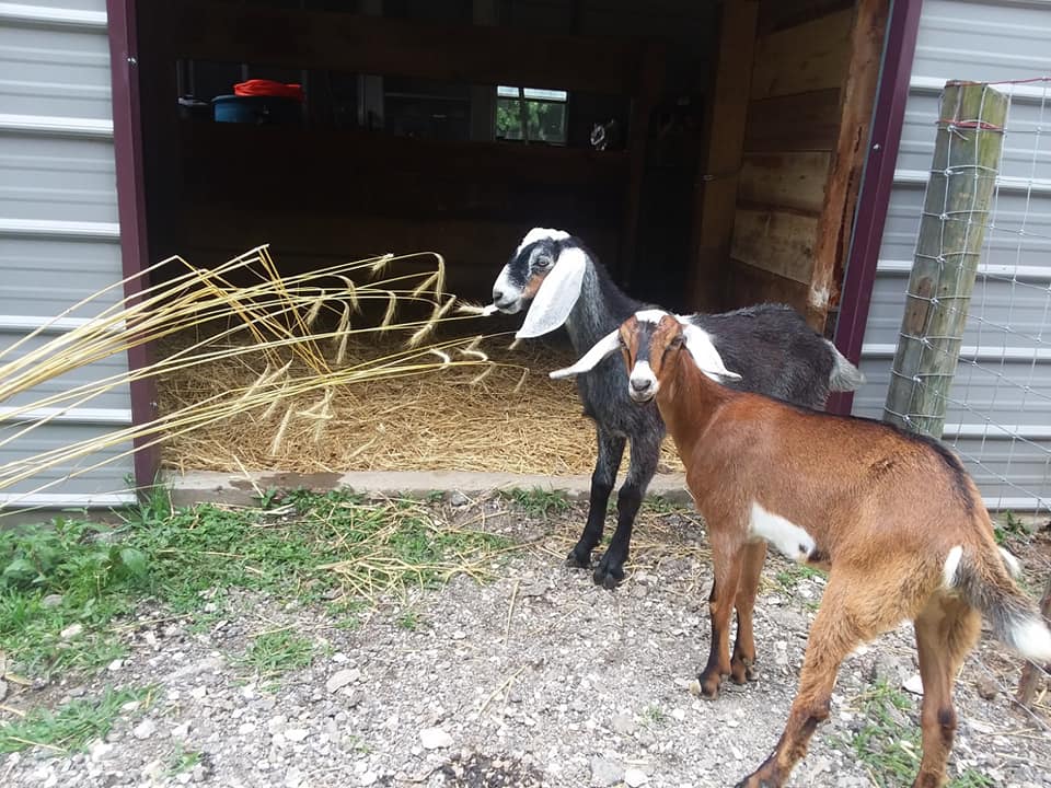 Resident Goats