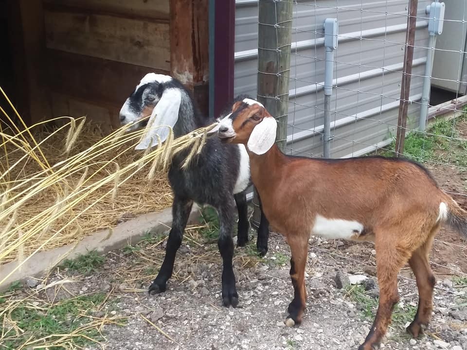 Rustic Roots Sanctuary Goats