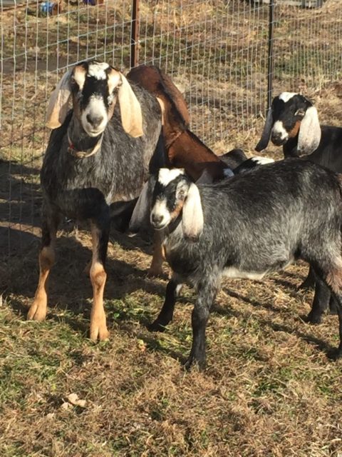 Goat Herd