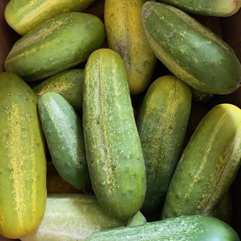 Cucumbers
