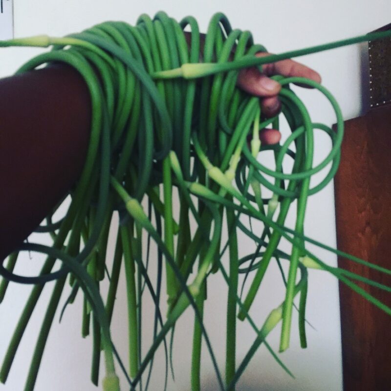 Garlic scapes