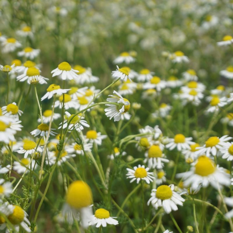 Chamomile