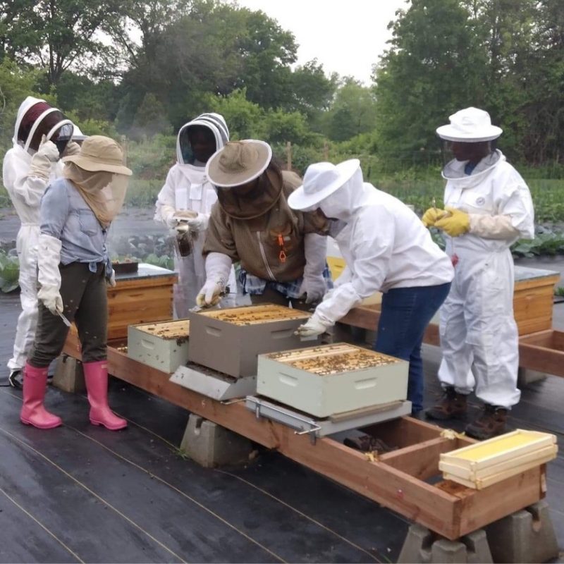 Beekeeping Mentorship